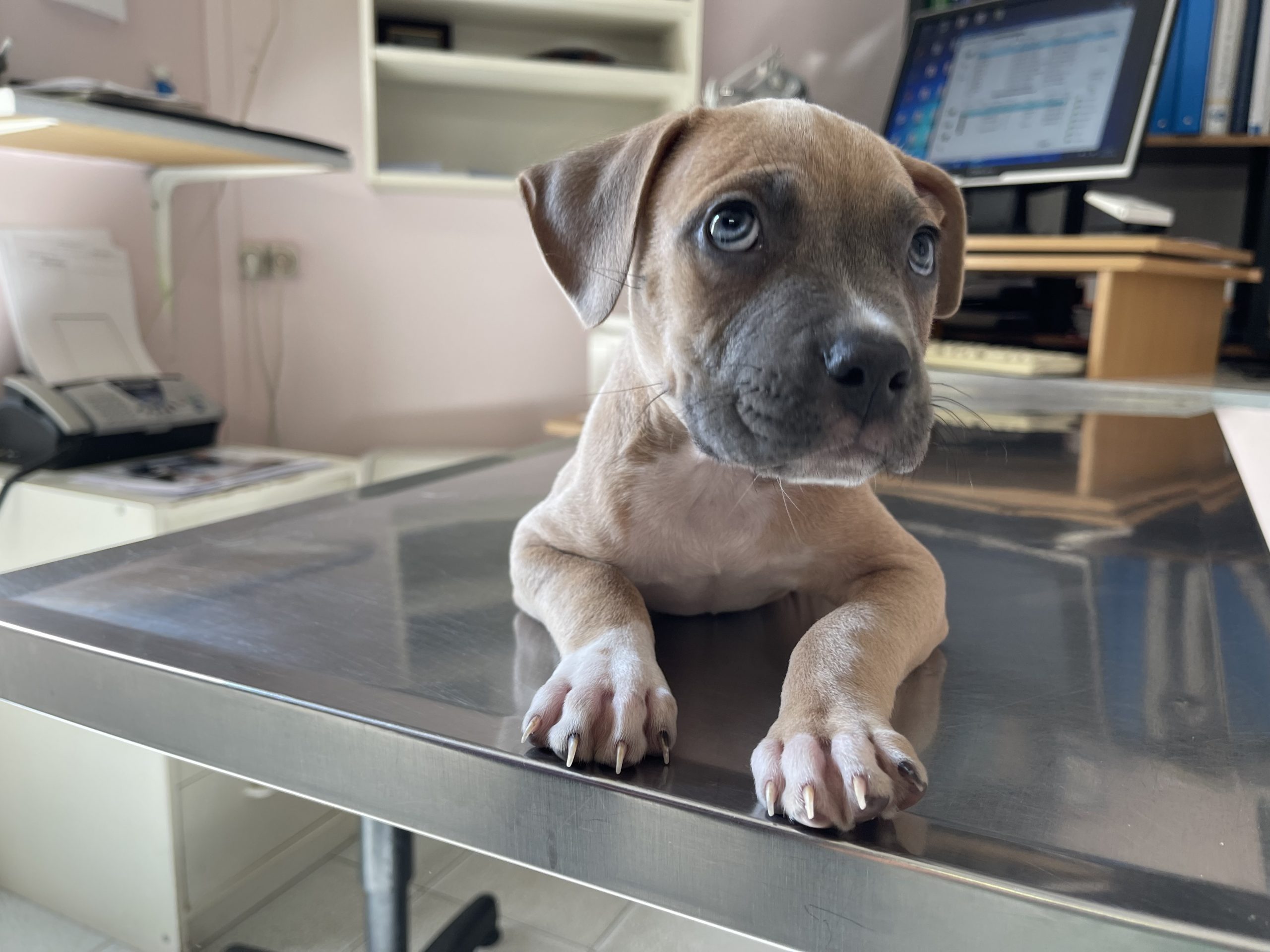 Galerie - Veterinaire Puteaux Lalue #20